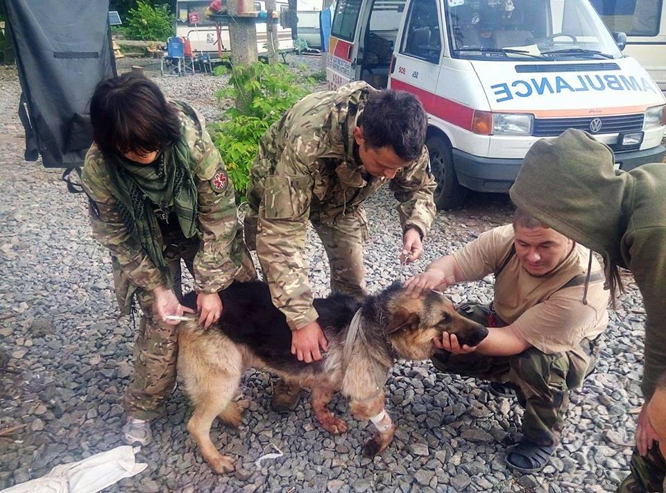 Собака прикрив собою двох бійців АТО під час обстрілу (ФОТО)