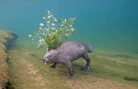 Фотограф чотири роки сидів під водою і чекав бобра