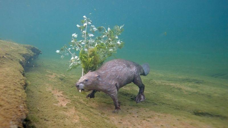 Фотограф чотири роки сидів під водою і чекав бобра