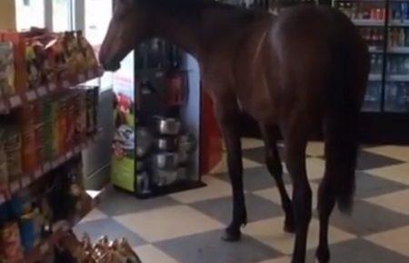 Російським магазином бродив кінь та вивчав асортимент  (ВІДЕО)