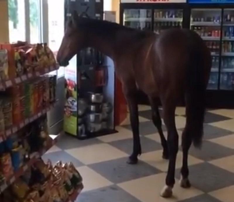 Російським магазином бродив кінь та вивчав асортимент  (ВІДЕО)