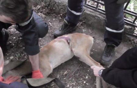 В Запоріжжі рятували косулю, яка застрягла в огорожі (ВІДЕО)