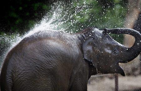 Як у Чернівцях слона на автомийці купали (ВІДЕО)