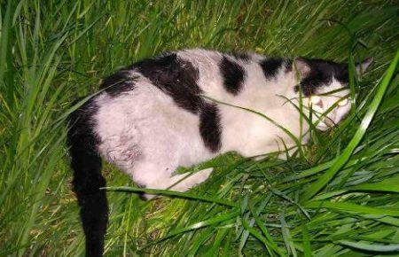 В Сумах невідомі зі зброєю полюють на котів? (ФОТО)