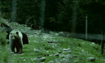 Де і як в Україні реабілітують ведмедиків, які зазнали жорстокості? (ВІДЕО)