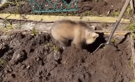 Ведмідь допомагав жінці садити картоплю (ВІДЕО)