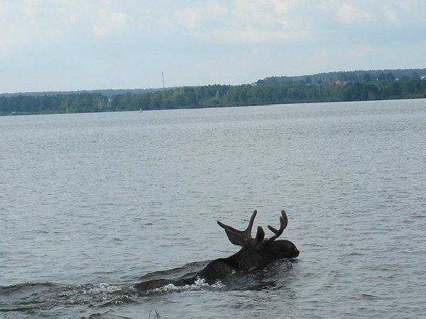 У мережі зявилося відео, як лось перепливає Дніпро