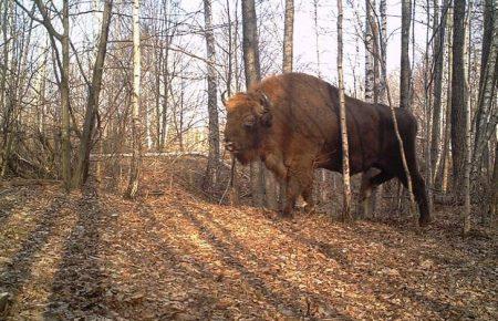 Які тварини сьогодні мешкають у Чорнобилі (ФОТО)