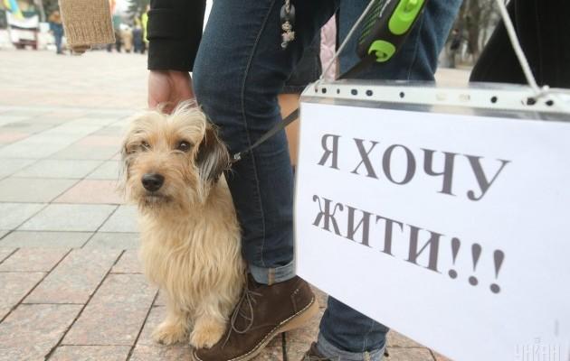 За знущання над тваринами можна потрапити у в’язницю на 5-8 років: Рада ухвалила закон