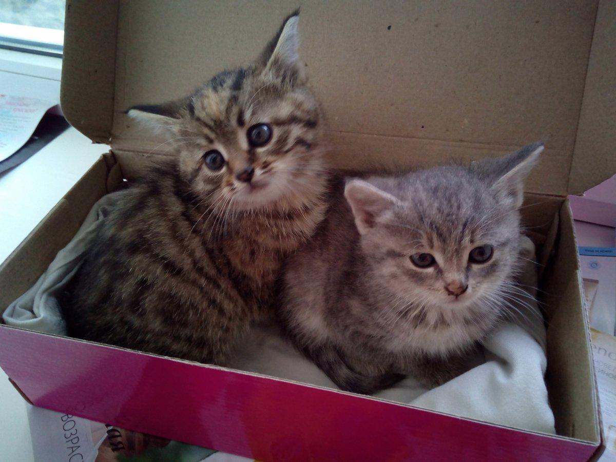 За знущання над кошенятами чоловіка засудили на 5 років в’язниці