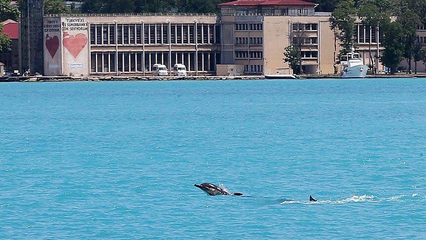 Протока Босфор отримала надзвичайне бірюзове забарвлення (ФОТО)