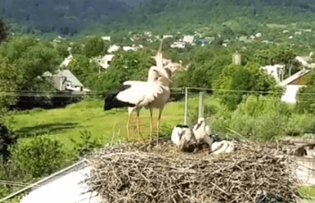 Закарпатець зняв з дрону родину лелек (ВІДЕО)