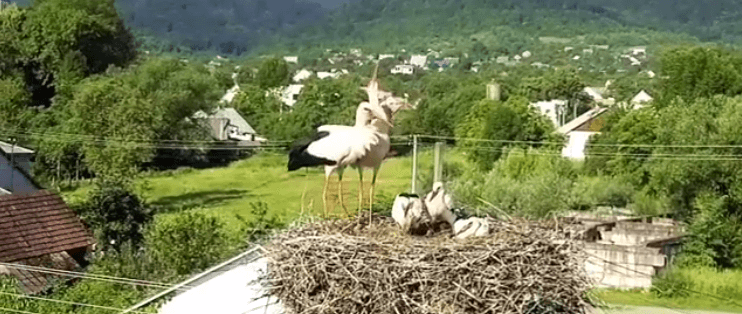 Закарпатець зняв з дрону родину лелек (ВІДЕО)