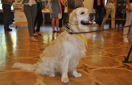 Від безпритульних тварин до каністерапії: в Києві зустрілися любителі собак
