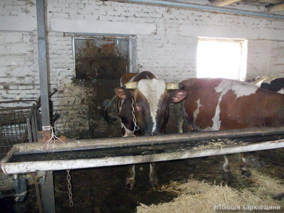 У Харківській області бик насмерть затоптав людину