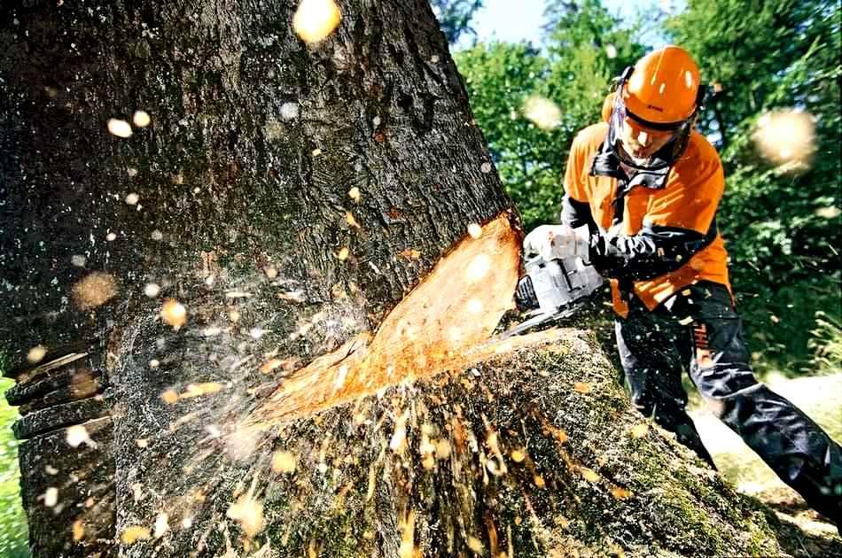 В столиці вирубують столітні дерева