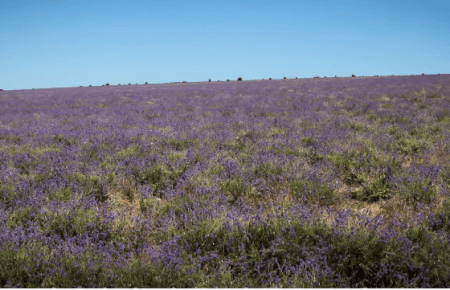 Журналісти показали приголомшливу красу лавандових полів Криму (ВІДЕО)