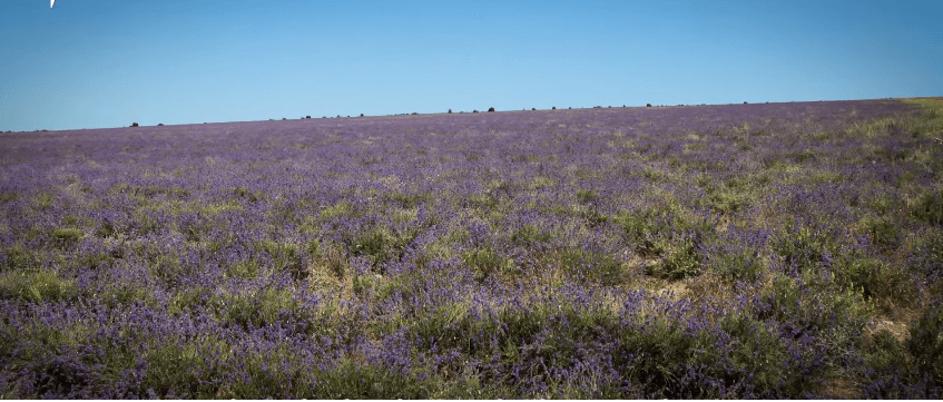 Журналісти показали приголомшливу красу лавандових полів Криму (ВІДЕО)