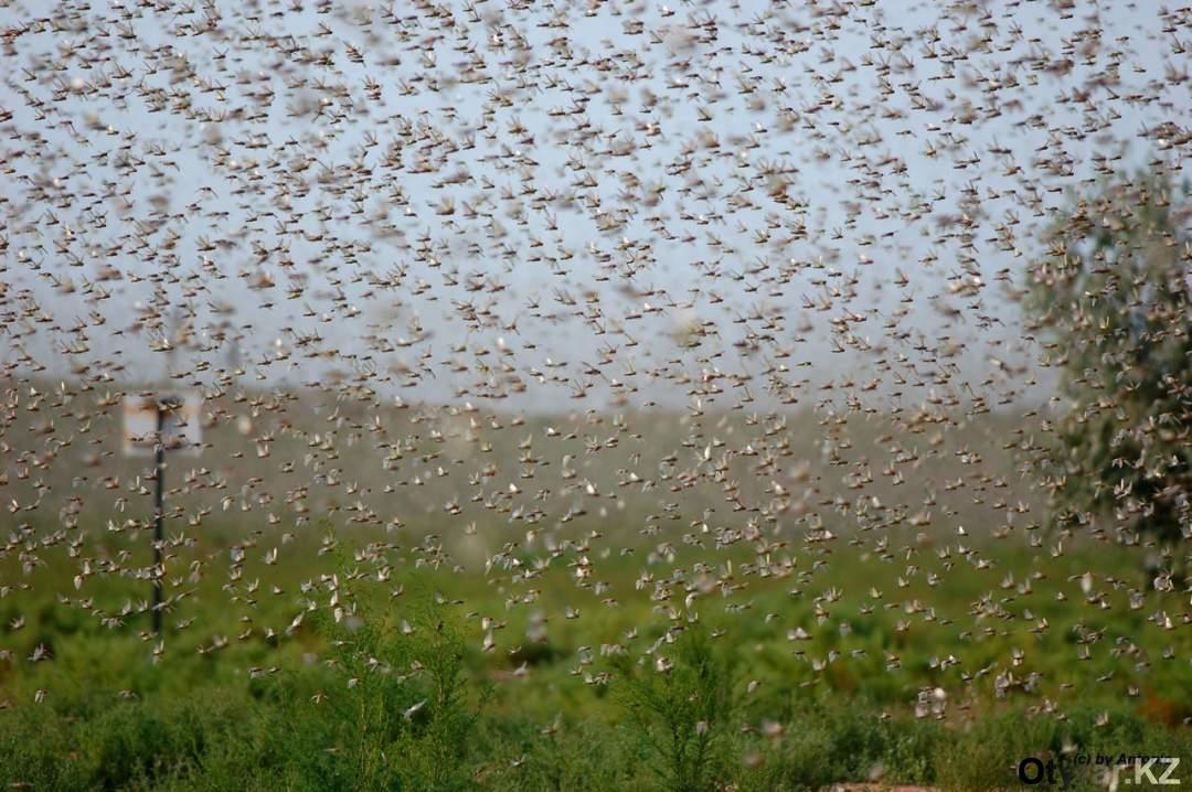 У Станично-Луганському районі навала сарани. Бджолярам радять вивезти пасіки у безпечне місце (відео)