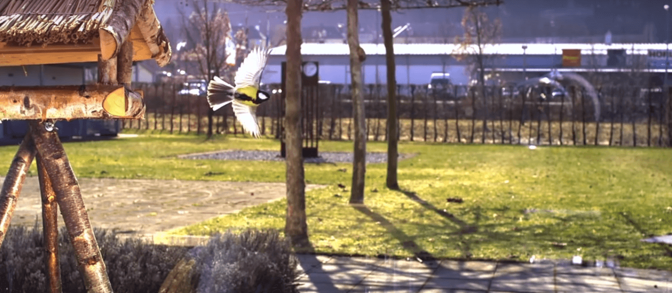 Дрон, створений у Канаді, чипляється до вертикальних поверхонь як птах (ВІДЕО)