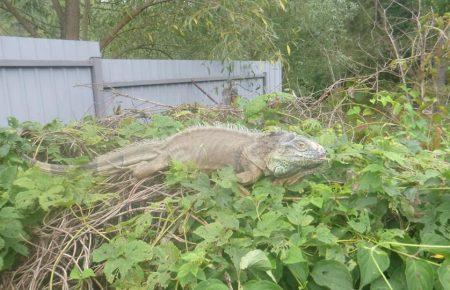 До жительки Київщини тиждень навідувався «динозавр» та їв кабачки (ФОТО)