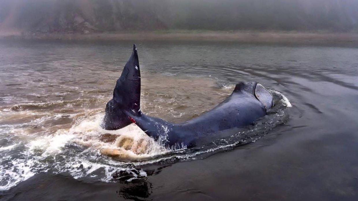 МНС РФ спрямовує гелікоптер на допомогу застряглому в гирлі річки киту