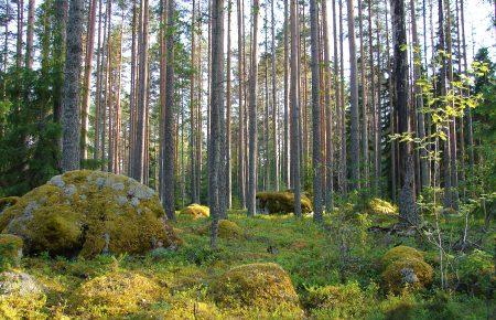 У Фінляндії зникли 37 заробітчан з України. Поліція відмовляється їх шукати