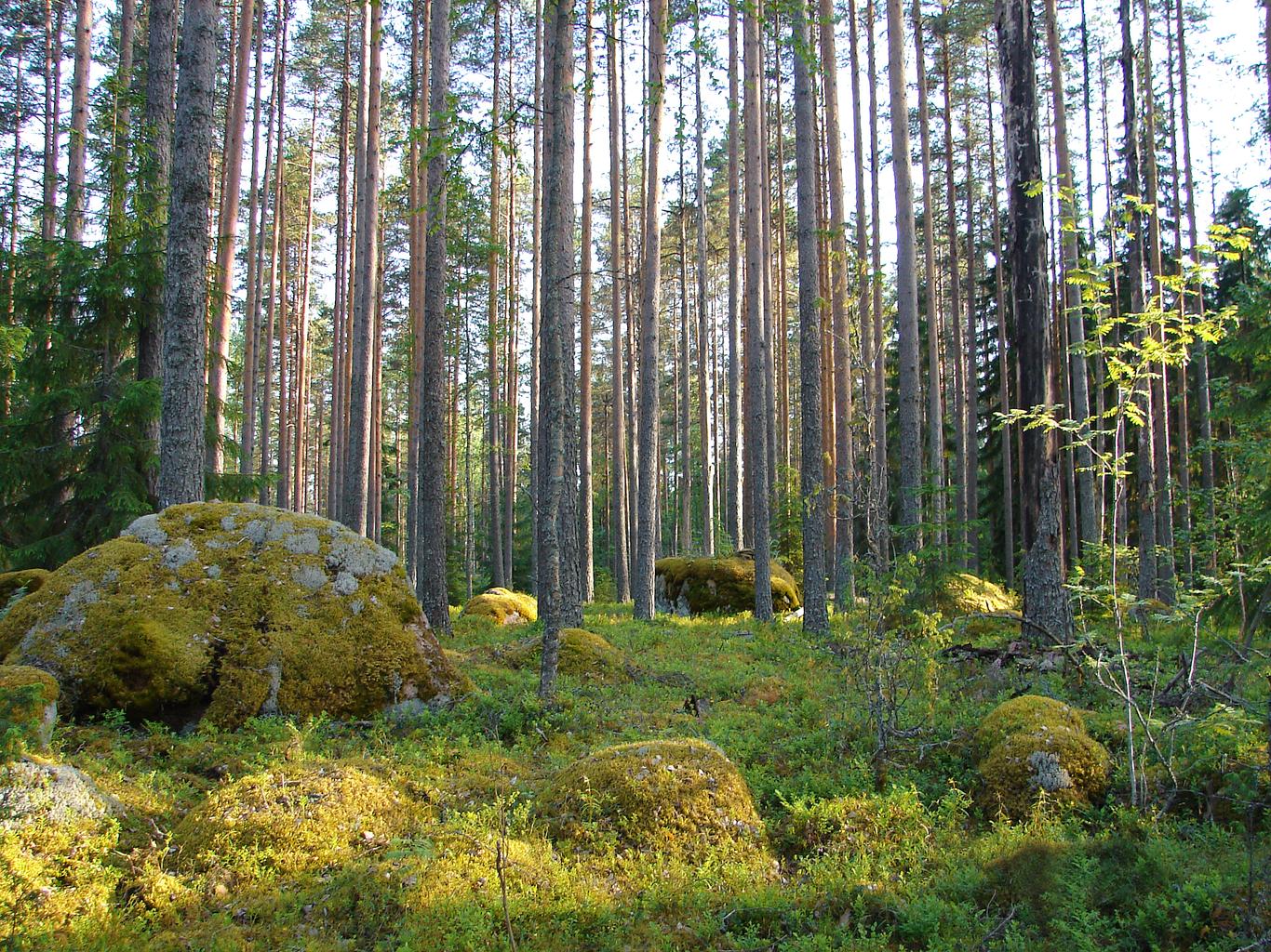 У Фінляндії зникли 37 заробітчан з України. Поліція відмовляється їх шукати