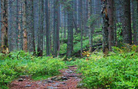 В консульстві розповіли, що сталося зі зниклими в Фінляндії українцями