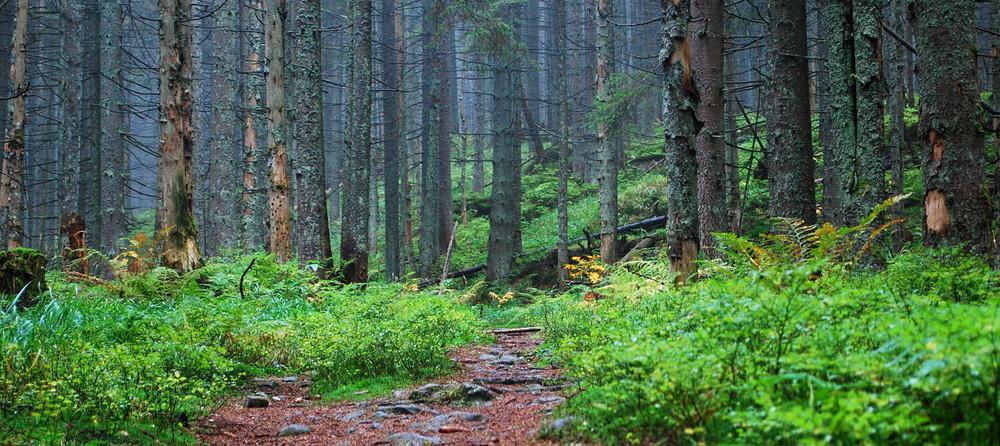 В консульстві розповіли, що сталося зі зниклими в Фінляндії українцями