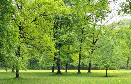 Збитки у справі про розкрадання земель лісового фонду у Бучі складають майже півмільярда гривень, — депутатка