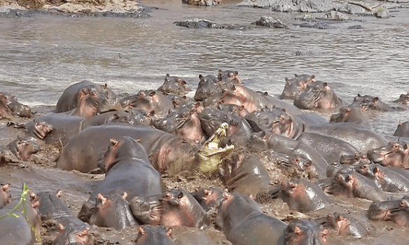 В Танзанії стадо бегемотів напали на крокодила (ВІДЕО)