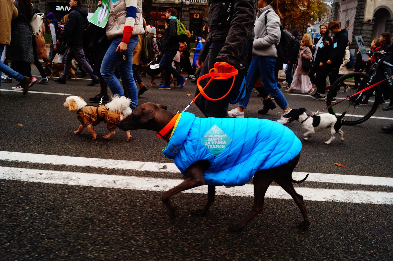 Дорослі, діти, собаки та коти вийшли на марш за права тварин в Києві (ФОТОРЕПОРТАЖ)