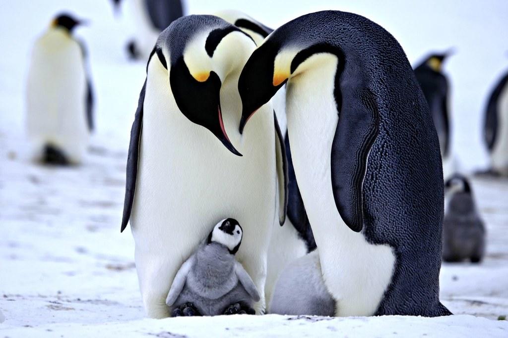 На сході Антарктики від голоду масово загинули пташенята пінгвінів