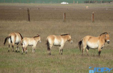 Чому на Херсонщині перестануть розводити коней Пржевальського?