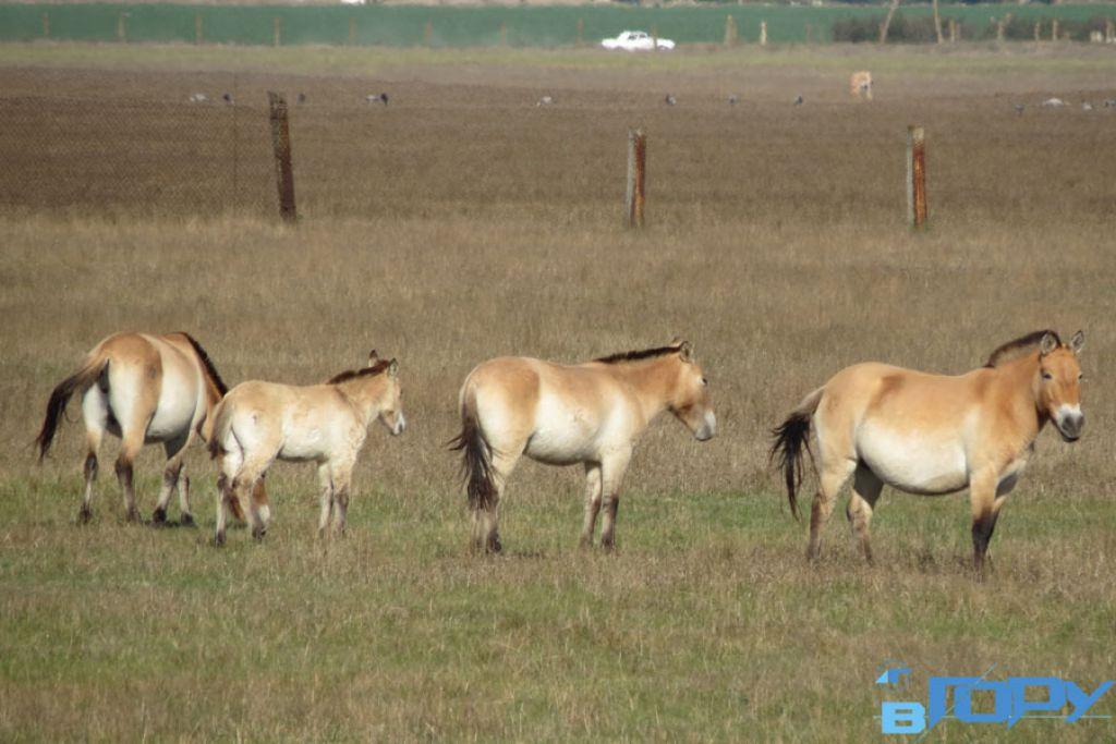 Чому на Херсонщині перестануть розводити коней Пржевальського?
