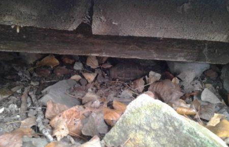 На Луганщині поліція вилучила у місцевих мешканців гранати та детонатори (ФОТО)