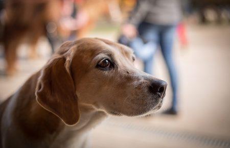 За фотоуслуги и попрошайничество с животными тоже должна быть ответственность, — зоозащитник