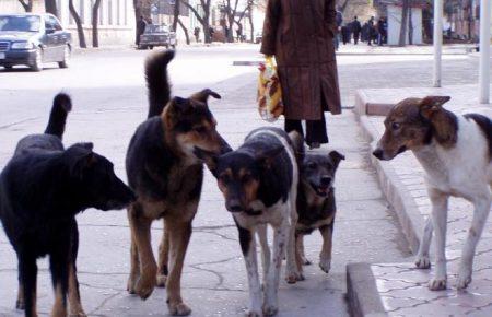 У Києві створять центр захисту тварин