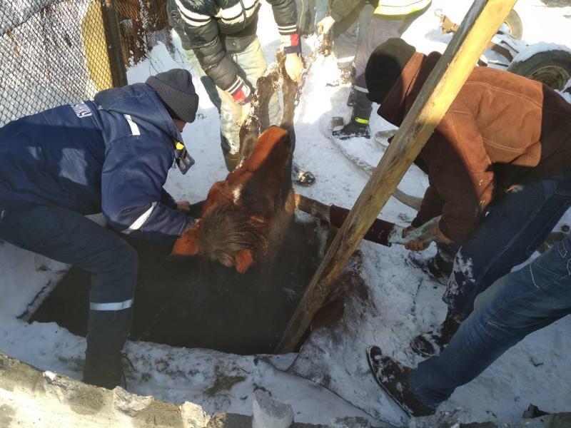 На Львівщині врятували коня, який упав у каналізаційну яму (ФОТО)