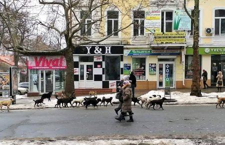 Миколаївці потерпають від нападів агресивних собак і вимагають їх присипляти