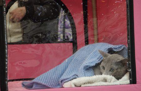 Найбільших домашніх котів можна побачити в Українському домі