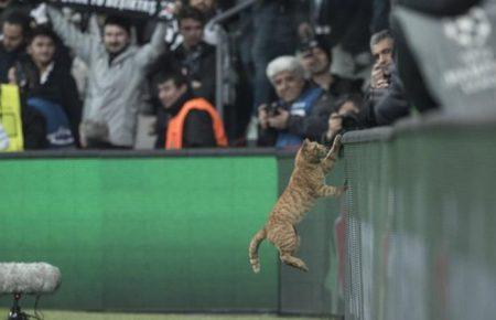 Через кота, який вибіг на поле, УЄФА відкрив дисциплінарну справу проти Бешікташа (ВІДЕО)