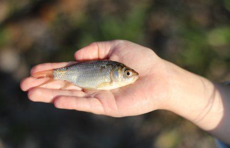 Щоб керувати рибним господарством, треба відрізняти щуку від карася, - очільник Асоціації рибалок України