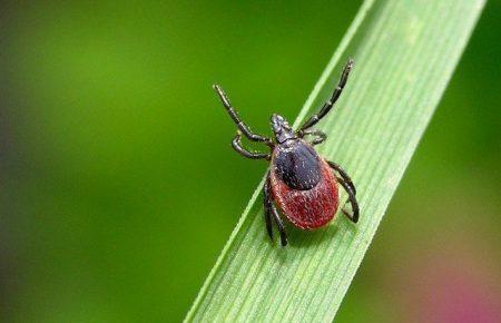 Науковиця розповіла про найбільш небезпечних змій, кліщів і павуків і як від них уберегтись