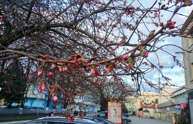 На Закарпатті почала цвісти сакура(ФОТО)