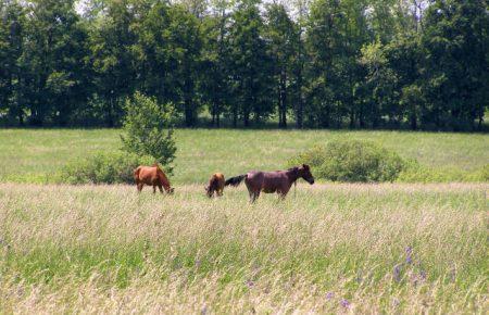 В чому унікальність заповідника «Михайлівська цілина» та що йому загрожує?