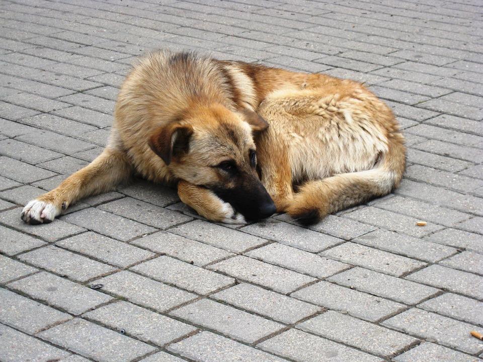 Як побороти жорстокість до тварин і змінити долю безпритульних собак? (ФОТО)