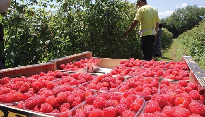 У Сербії та Польщі хочуть обмежити імпорт української малини