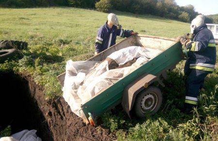 На Донеччині загинули 30 диких кабанів, ймовірно від африканської чуми свиней